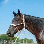 Flat Braid Halter with Leadrope