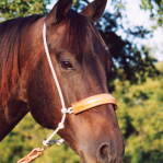 Headsetter Tie-down, Leather Nose